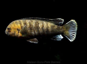 Labidochromis maculicauda